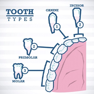 Types of teeth impact the cost of root canal in Lincoln