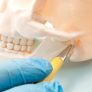 Skull model used to explain how T M J disorder works